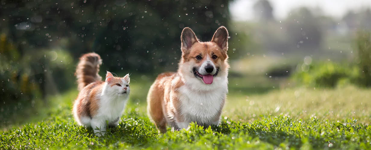 hund og katt med flått og flåttbitt