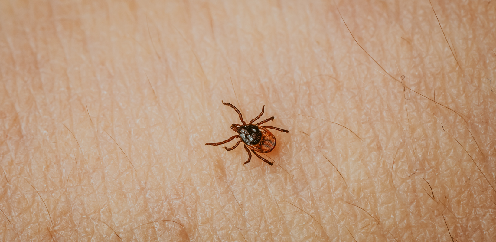 Ulike vitaminer som ligger på en benk, med ulike grønne blader.