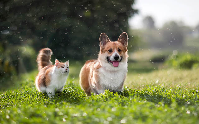 Hund og katt med flått og flåttbitt