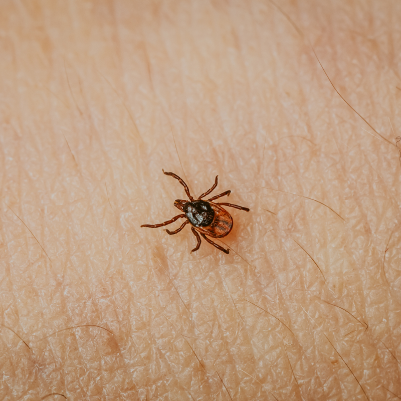Ulike vitaminer som ligger på en benk, med ulike grønne blader.
