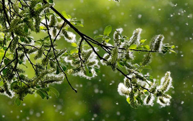 Pollen i trærne