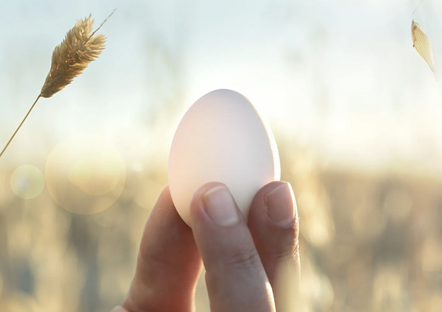 Prior proteinpulver - matprotein