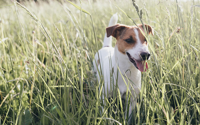 en katt og en hund som løper i gresset, flått og mygg